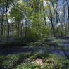 images/Wald/Wald_der_blauen_Blumen _6.jpg